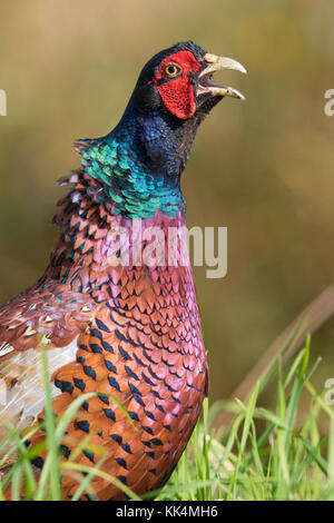 Anello maschio colli (Fagiano Phasianus colchicus) chiamando Foto Stock