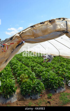 Italia; TOSCANA: Capalbio. Fragole crescere in serre a Capalbio, una cittadina in provincia di Grosseto. Foto Stock