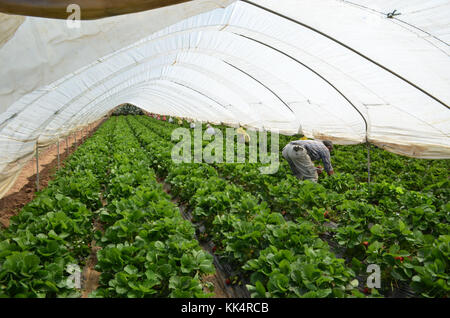 Italia; TOSCANA: Capalbio. Fragole crescere in serre a Capalbio, una cittadina in provincia di Grosseto. Foto Stock