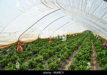 Italia; TOSCANA: Capalbio. Fragole crescere in serre a Capalbio, una cittadina in provincia di Grosseto. Foto Stock