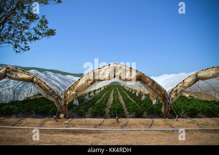 Italia; TOSCANA: Capalbio. Fragole crescere in serre a Capalbio, una cittadina in provincia di Grosseto. Foto Stock