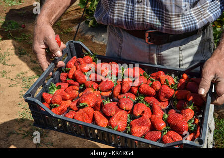 Italia; TOSCANA: Capalbio. Fragole crescere in serre a Capalbio, una cittadina in provincia di Grosseto. Cassa di fresco-ha scelto Red fragole Foto Stock