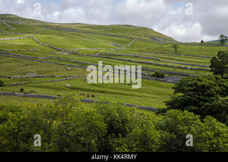 Un mosaico di muri a secco vicino a Malham Cove, North Yorkshire, Inghilterra, Regno Unito Foto Stock