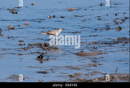 Grigio tattler codato rovistando sulla riva sabbiosa nel Queensland australia Foto Stock