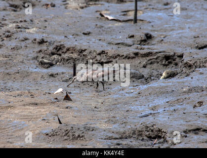 Grigio tattler codato indagando shell come foraggi su mudflat nel Queensland australia Foto Stock