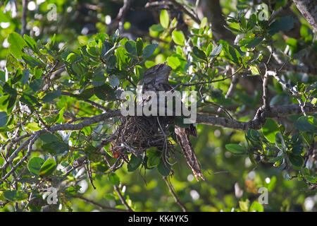 Frogmouth papua seduta sul nido su riverbank nel Queensland daintree australia Foto Stock