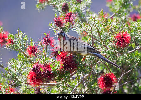 Red wattlebird con prominenti bargigli rossi sul collo alimentazione da fiori in scovolino da bottiglia di albero in Victoria Australia Foto Stock