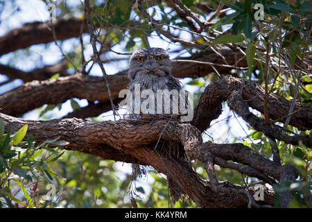 Bruno frogmouth ssp strigoides seduta sul nido con pulcini in nsw australia Foto Stock