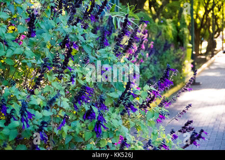 Bella pianta con fiori violacei a Puerto Madero. Foto Stock