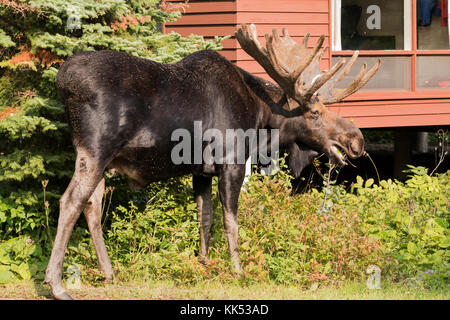 Alci (Alces alces) navigando nella foresta boreale isle royal national park Foto Stock