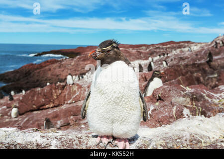 Pinguino saltaroccia in Argentina Foto Stock