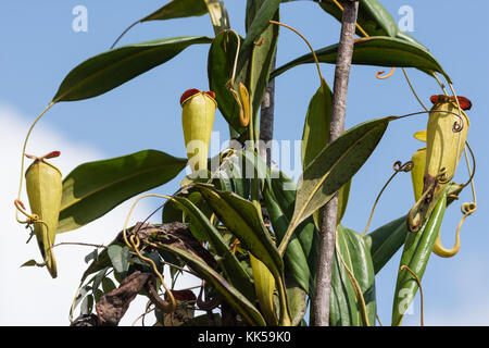 Brocche di una pianta carnivora nepenthes madagascariensis. madagascar, africa. Foto Stock