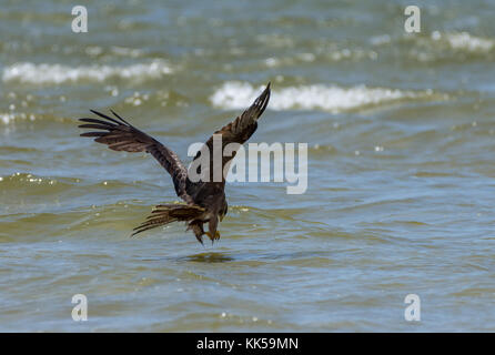 Un nibbio bruno (Milvus migrans) o giallo-fatturati kite, la cattura di pesci di lago ampitabe. madagascar, africa. Foto Stock