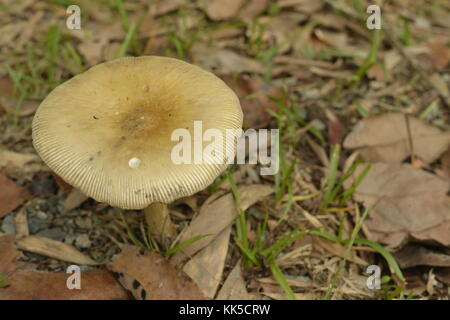 Funghi e toadstools crescente sul suolo della foresta nel girringun national park, wallaman cade, Queensland, Australia Foto Stock