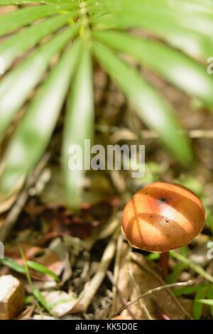 Funghi e toadstools crescente sul suolo della foresta nel girringun national park, wallaman cade, Queensland, Australia Foto Stock