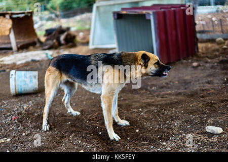 Pastore Tedesco cane con atteggiamento aggressivo Foto Stock