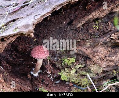 Funghi e toadstools crescente sul suolo della foresta nel girringun national park, wallaman cade, Queensland, Australia Foto Stock