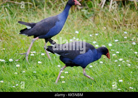 Australasian swamphen o Purple Swamphen. auckland, Nuova Zelanda. Foto Stock