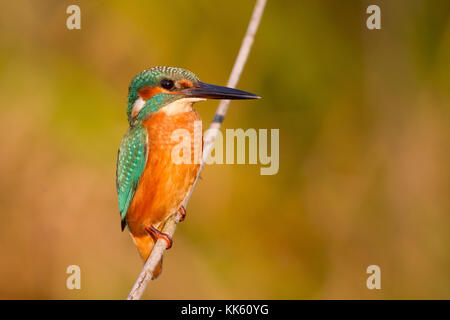 Un kingfisher attende la preda sul suo ramo Foto Stock