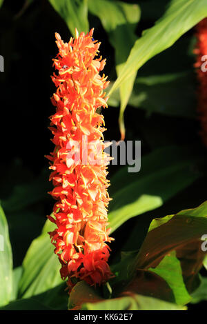 Flowerhead di una specie di zenzero (Zingiber sp). Foto Stock