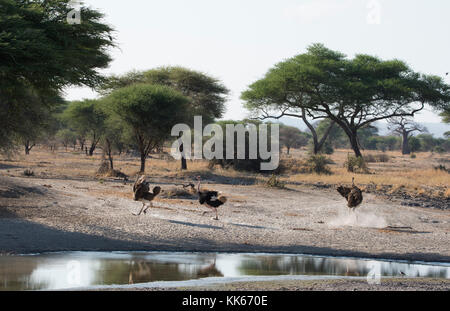 Gli struzzi (strutho camelus) accanto ad un foro di irrigazione nel Parco Nazionale di Tarangire e, manyara regione, TANZANIA, AFRICA Foto Stock