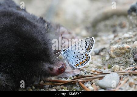 Argento-blu chiodati farfalle, plebejus argus, nella ricerca di sali e minerali su una carcassa di una mole di morti. Foto Stock