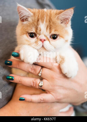 Una donna che tiene un adorabile gattino esotico shorthair. (8 settimane) Foto Stock