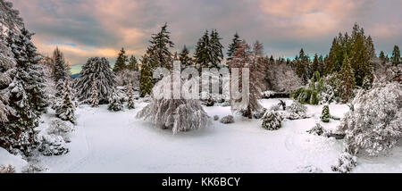 Nevoso inverno in una splendida foresta, rami di alberi sono coperti di neve e brillare sotto i raggi del sole di setting Foto Stock