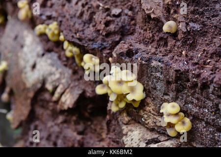 Funghi e toadstools crescente sul suolo della foresta nel girringun national park, wallaman cade, Queensland, Australia Foto Stock