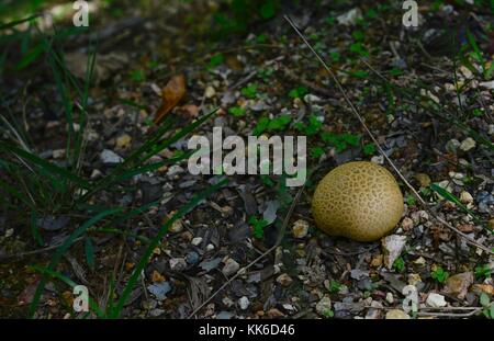 Funghi e toadstools crescente sul suolo della foresta nel girringun national park, wallaman cade, Queensland, Australia Foto Stock