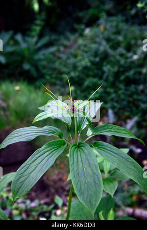 Herb Paris, vero amante di nodo,Paris quadrifolia,fiore, fioritura, giardino, giardini, ombra, ombreggiata ombreggiate,RM Floral Foto Stock