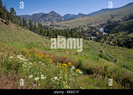 Wy02672-00...wyoming - prato ricoperto collina dalla hellroaring creek trail nel parco nazionale di Yellowstone. Foto Stock