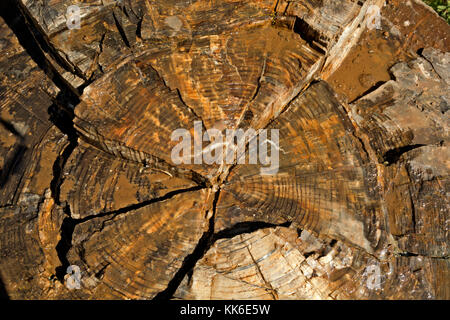 WY02678-00...WYOMING - gli anelli di crescita visibile sulla superficie esposta di un moncone pietrificato situato sulla pietrificati Trees Trail nel Parco Nazionale di Yellowstone Foto Stock