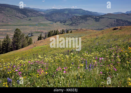 Wy02683-00...wyoming - un colorato prato sopra la valle di lamar da crystal creek trail nel parco nazionale di Yellowstone. Foto Stock