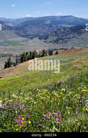 Wy02684-00...wyoming - un colorato prato sopra la valle di lamar da crystal creek trail nel parco nazionale di Yellowstone. Foto Stock