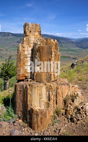 Wy02687-00...wyoming - una sezione di un albero pietrificato visualizzati sul pietrificati trees trail mentre guardando oltre il lamar valley in yellowstone national p Foto Stock