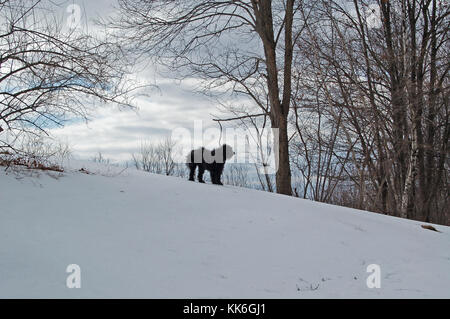 Solitario cane nero in bilico su neve e stagliano contro un boscoso paesaggio invernale Foto Stock