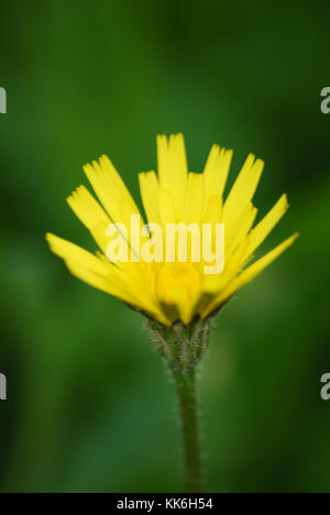 Parete - hawkweed hieracium murorum giallo Foto Stock