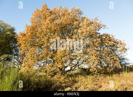 Quercus robur farnia, brughiera autunno, Shottisham, Suffolk, Inghilterra, Regno Unito Foto Stock