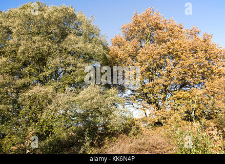 Quercus ilex leccio e Quercus robur farnia, brughiera autunno, Shottisham, Suffolk, Inghilterra, Regno Unito Foto Stock