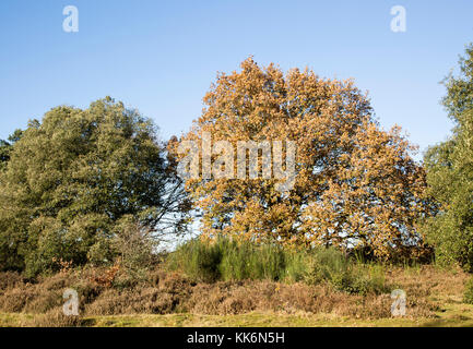 Quercus ilex leccio e Quercus robur farnia, brughiera autunno, Shottisham, Suffolk, Inghilterra, Regno Unito Foto Stock