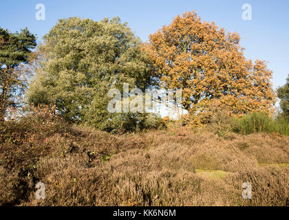 Quercus ilex leccio e Quercus robur farnia, brughiera autunno, Shottisham, Suffolk, Inghilterra, Regno Unito Foto Stock