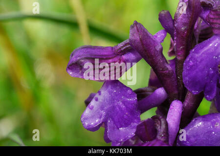 Verde-winged Orchid, Anacamptis morio in prato umido nel Somerset, Aprile e Maggio.UK Foto Stock