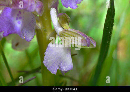 Verde-winged Orchid, Anacamptis morio in prato umido nel Somerset, Aprile e Maggio.UK Foto Stock