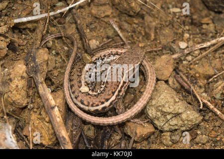 Snake-eyed lizard (snake-eyed lacertid, Ophisops elegans) nella penisola di Akamas in Cipro, Europa Foto Stock