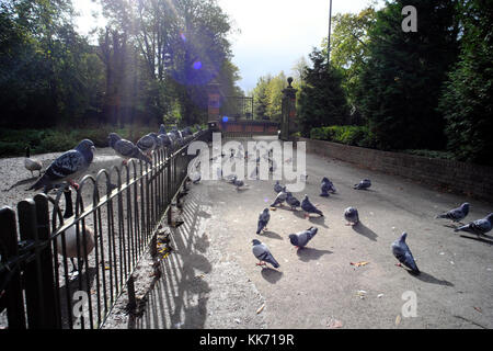 I piccioni a Wardown Park a Luton, Bedfordshire, Inghilterra Foto Stock