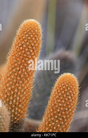 Cactus di lava (Brachycereus nesioticus), Punta Moreno, Isabela island, Isole Galapagos Foto Stock