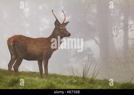 Feste di addio al celibato, maschio rosso cervo, nella nebbia, cheshire, country park, la fauna selvatica Foto Stock