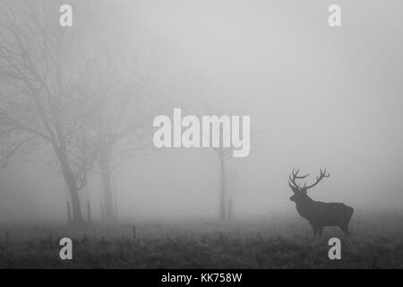 Feste di addio al celibato, maschio rosso cervo, nella nebbia, cheshire, country park, la fauna selvatica Foto Stock