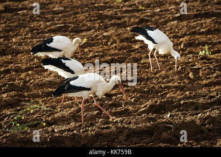 Cicogna bianca (Ciconiidae ciconia) alimentazione in fresco campo arato, saint hippolyte, Alasace, Francia Foto Stock